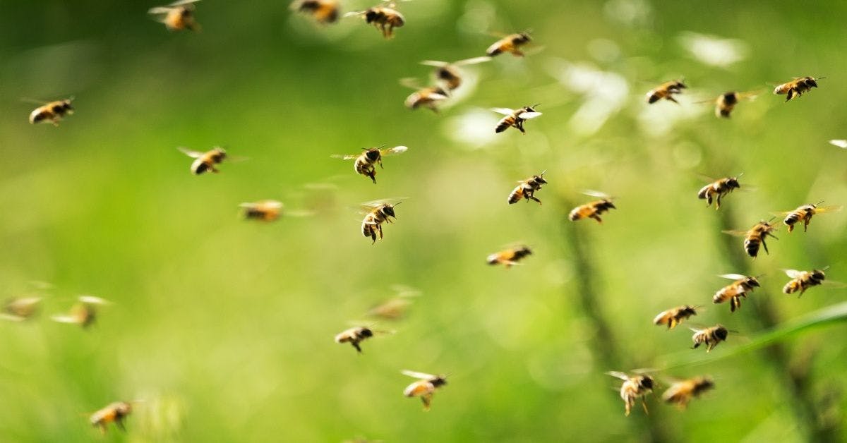 Zdarma pozemek pro vaše včely? Jedině u nás!
