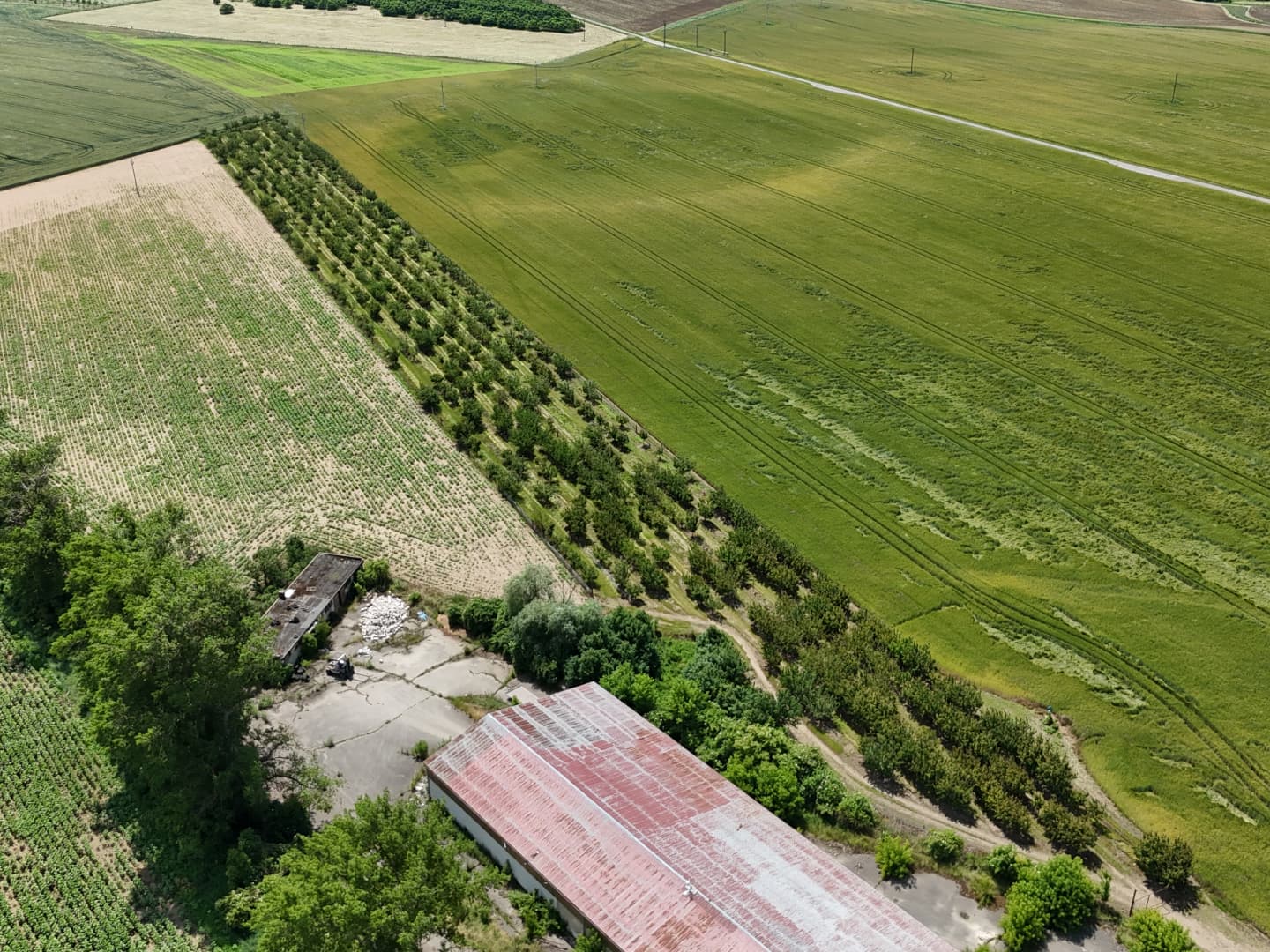 Šardice 1.jpg