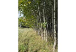Česká Kamenice - foto 5