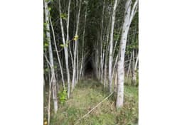 Česká Kamenice - foto 4